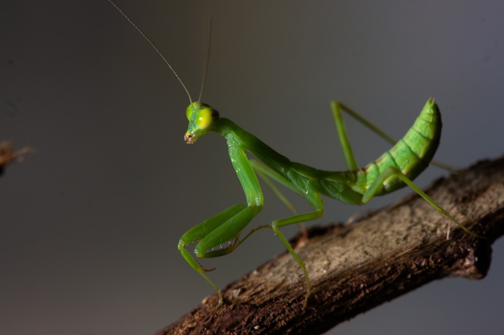 Praying Mantis Insect Mantis Green  - Canis24 / Pixabay