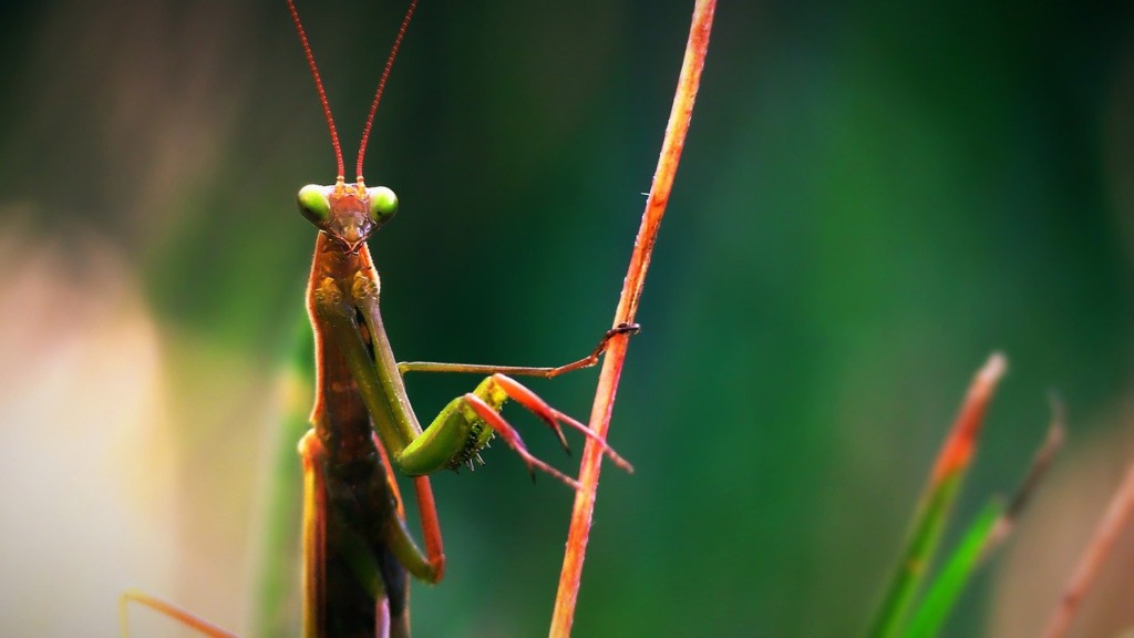 Praying Mantis Mantodea Insect  - BlenderTimer / Pixabay