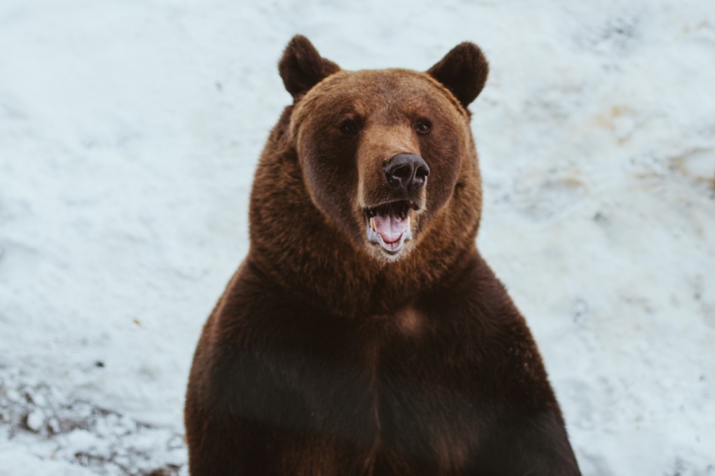 Predator Animal Bear Mammal  - sgrunden / Pixabay