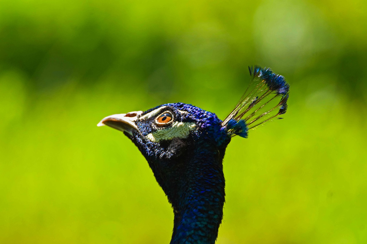 Pride Pattern Animal Blue Closeup - fleglsebastian7 / Pixabay