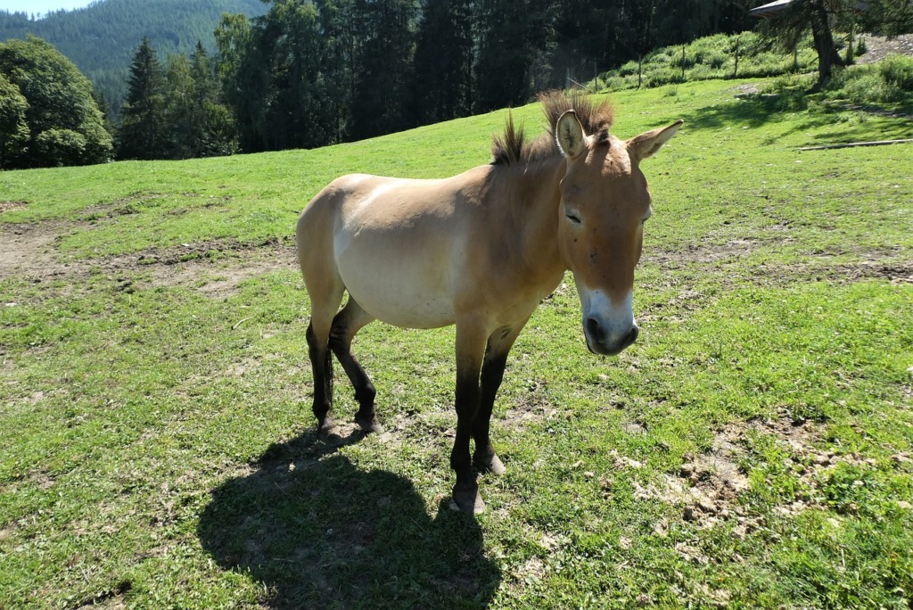 Przewalski S Horse Takhi  - Elsemargriet / Pixabay