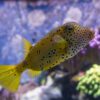 Puffer Fish Yellow Salt Water  - UNLIKE_YOU_PHOTOGRAPHY / Pixabay