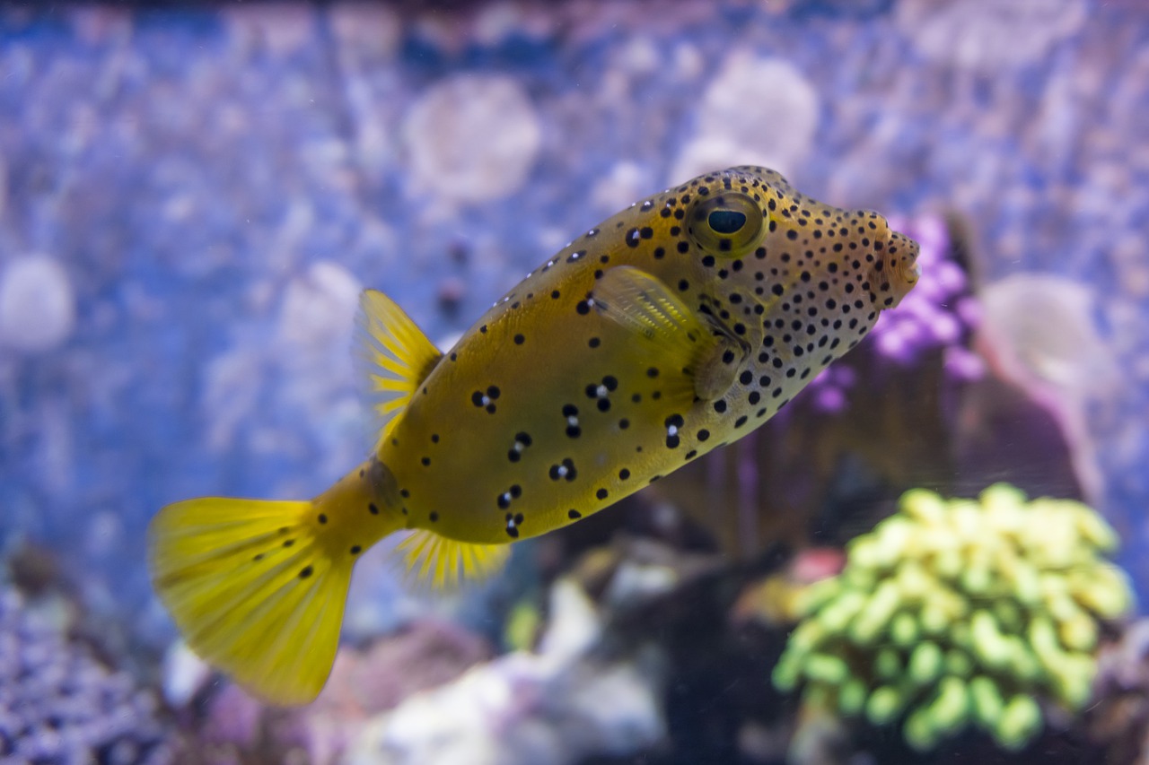 Puffer Fish Yellow Salt Water  - UNLIKE_YOU_PHOTOGRAPHY / Pixabay