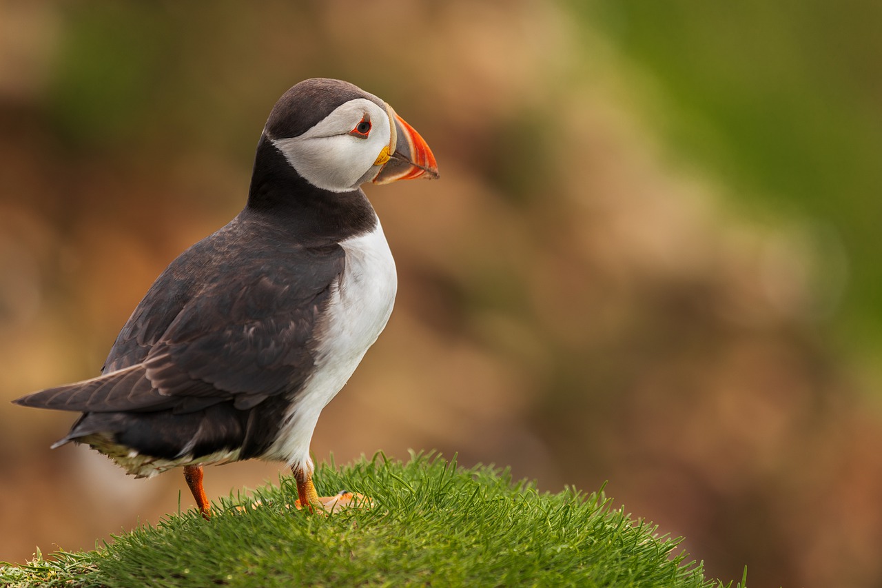Puffin Bird Nature Birds Animals  - KonradJanik / Pixabay
