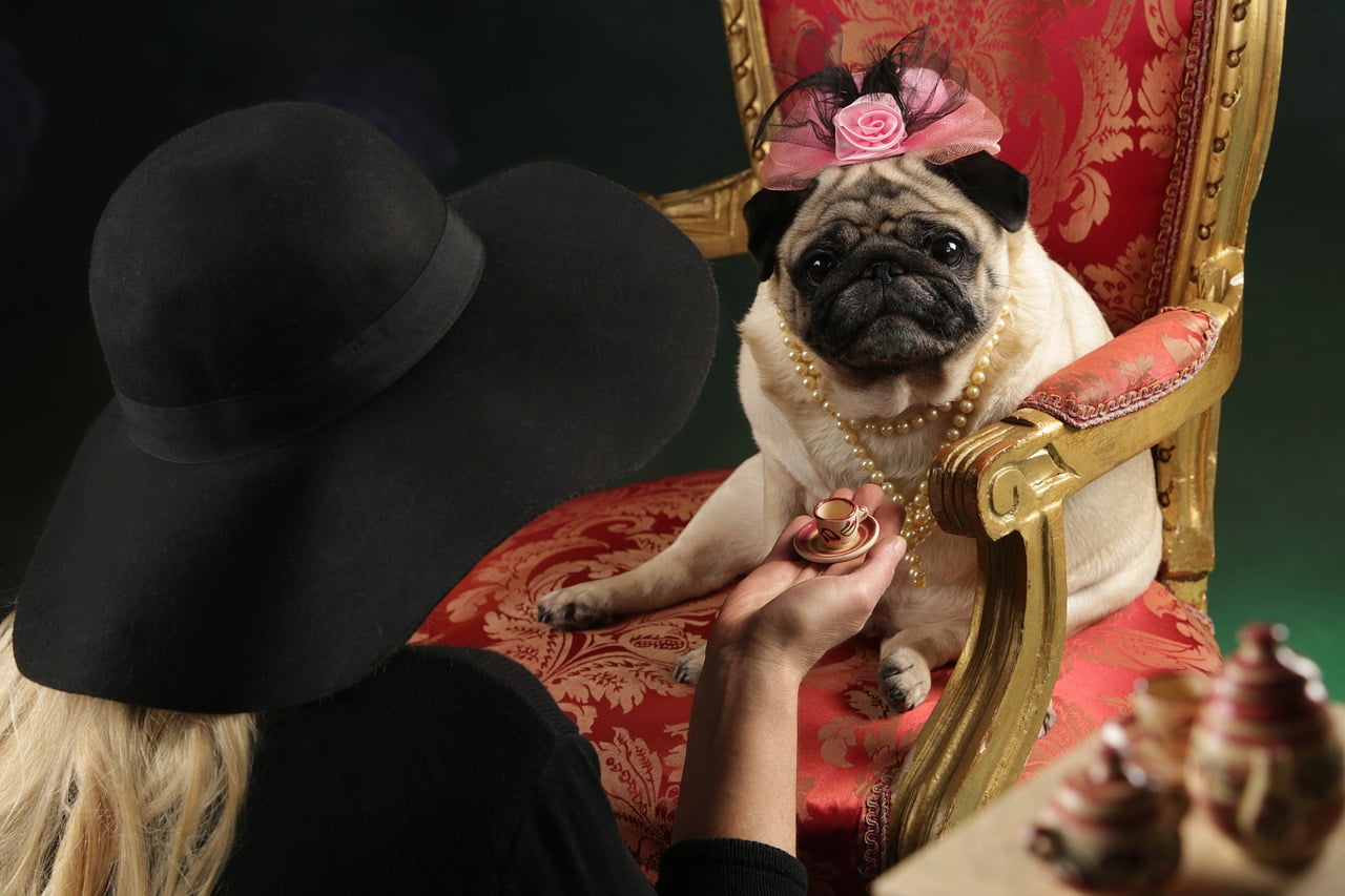 Pug Coffee Tea Party Hat Throne  - paule00070 / Pixabay
