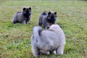 Puppies Young Dogs Puppies On Grass  - JACLOU-DL / Pixabay