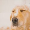 Puppy Bath Pet Water Bathing  - rachyt73 / Pixabay
