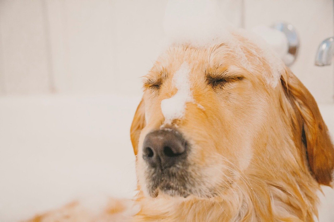 Puppy Bath Pet Water Bathing  - rachyt73 / Pixabay