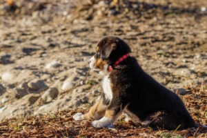 Puppy Bernese Mountain Dog Beach  - ScatteredBitsOfLights / Pixabay