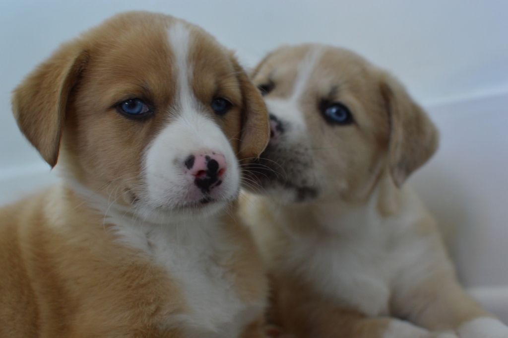 Puppy Dog Animal Pet Cute Canine  - karencolebudzar / Pixabay