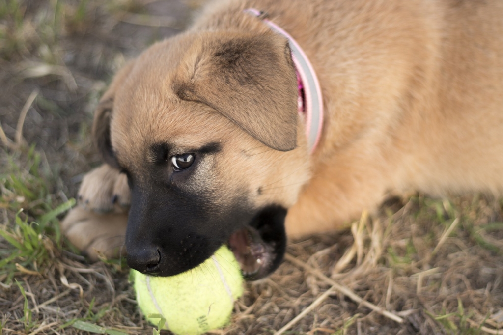Puppy Dog Biting German Shepherd  - DaModernDaVinci / Pixabay