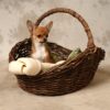 Puppy Dog Chihuahua Brown Basket  - MissKaiser / Pixabay