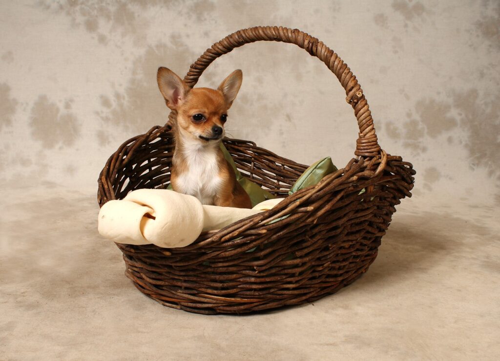 Puppy Dog Chihuahua Brown Basket  - MissKaiser / Pixabay
