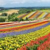 yellow red and purple flower field during daytime