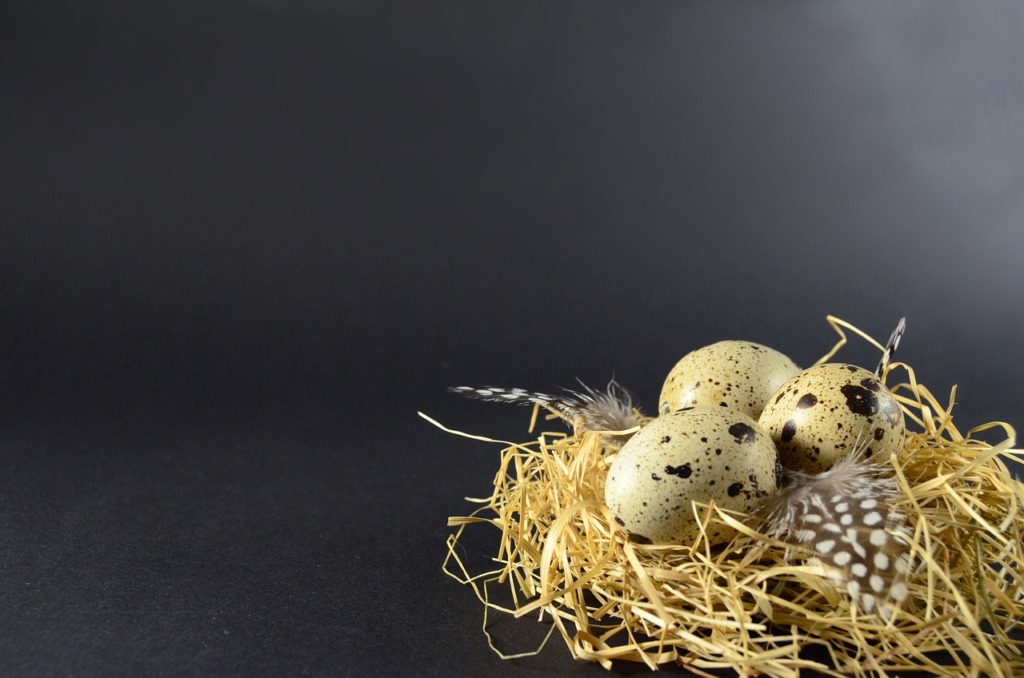 Quail Eggs Easter Hay Eggs Protein  - MagdalenaDymarkowska / Pixabay