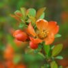 Quince Flower Red Flower  - Nowaja / Pixabay