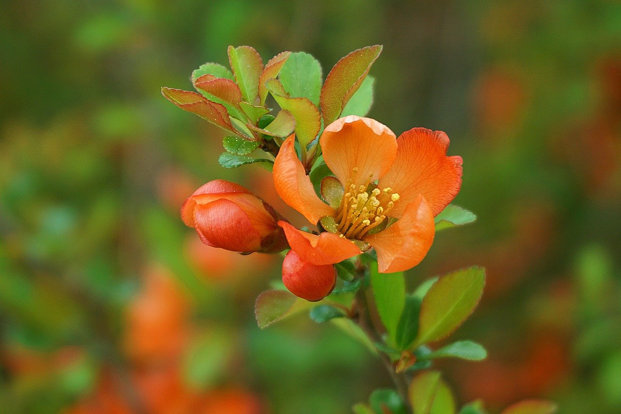 Quince Flower Red Flower  - Nowaja / Pixabay