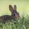 Rabbit Bunny Animal  - rusticpix_cheryl / Pixabay