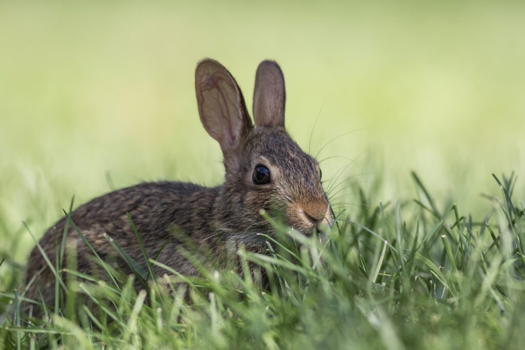 Rabbit Bunny Animal  - rusticpix_cheryl / Pixabay