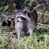 Raccoon Coon North American Raccoon  - JamesDeMers / Pixabay