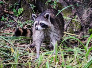 Raccoon Coon North American Raccoon  - JamesDeMers / Pixabay