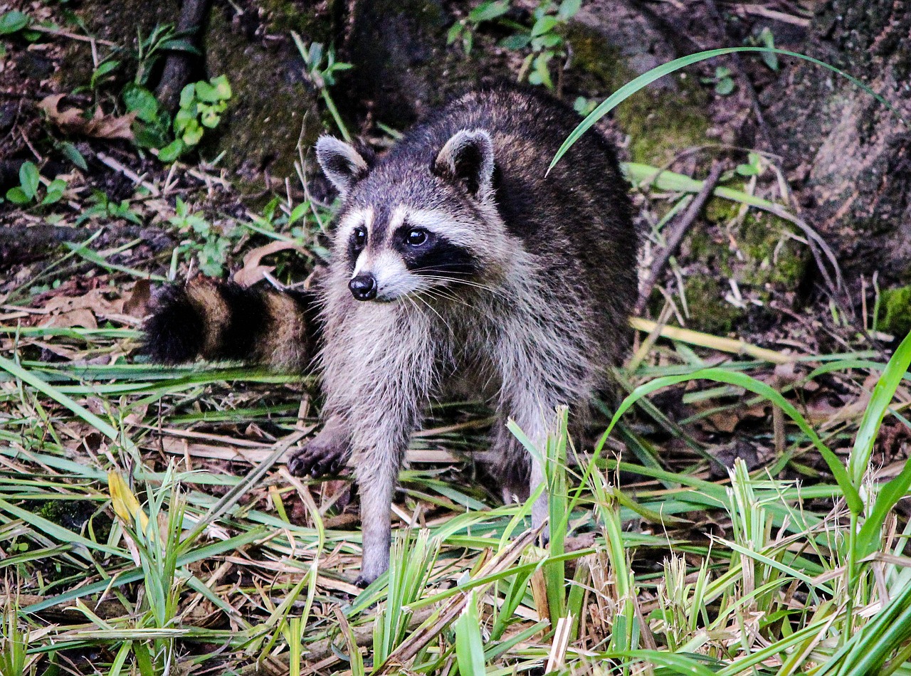 Raccoon Coon North American Raccoon - JamesDeMers / Pixabay