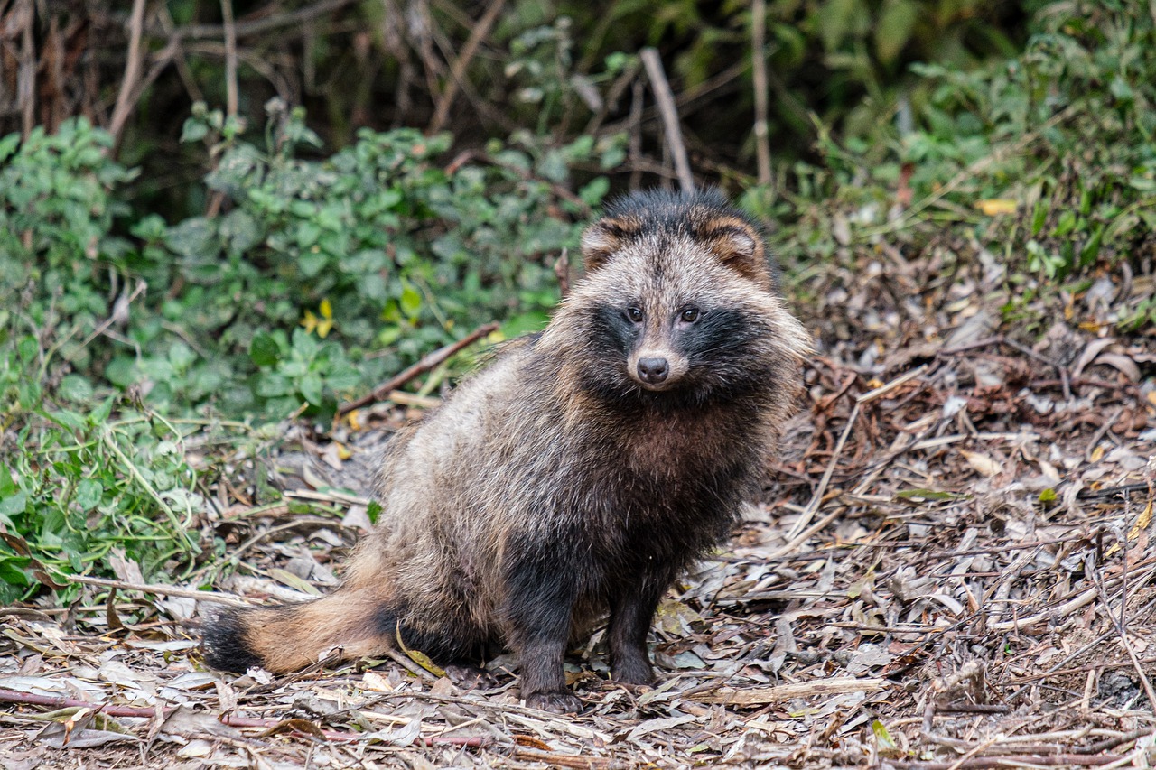 Raccoon Dog Danube Delta Romania  - andreiprodan_ / Pixabay