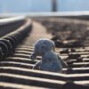 Railroad Stuffed Animal Old  - Ta-daam / Pixabay