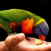 Rainbow Lorikeet Bird  - Katancart / Pixabay