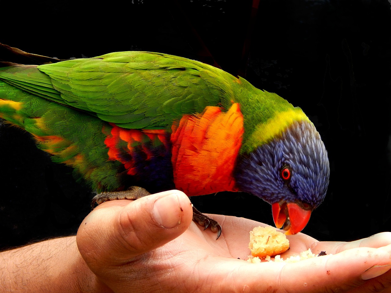 Rainbow Lorikeet Bird  - Katancart / Pixabay