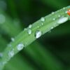 raindrops sheets ladybug 574971