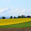 Rapeseed Field Field Hill Rural  - Innviertlerin / Pixabay