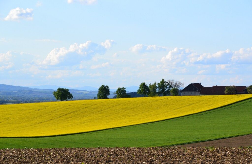 Rapeseed Field Field Hill Rural  - Innviertlerin / Pixabay