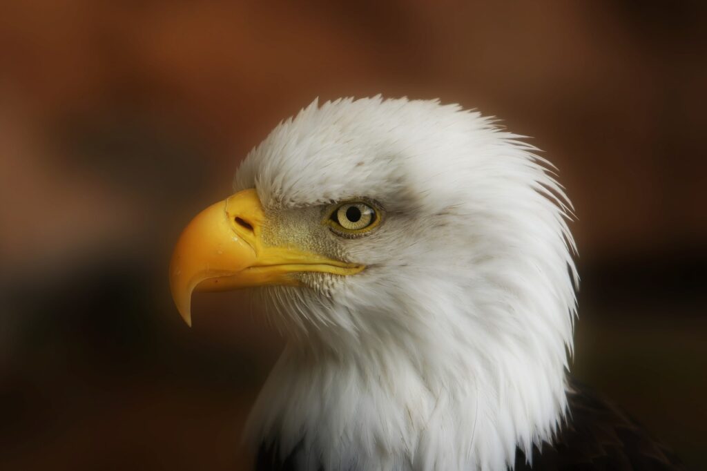 Raptor Bald Eagle Head Eagle Head  - Raw2Jpeg / Pixabay