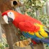 Rare Macaws Parakeet Cute  - BeStrongEnoughToLetGo / Pixabay