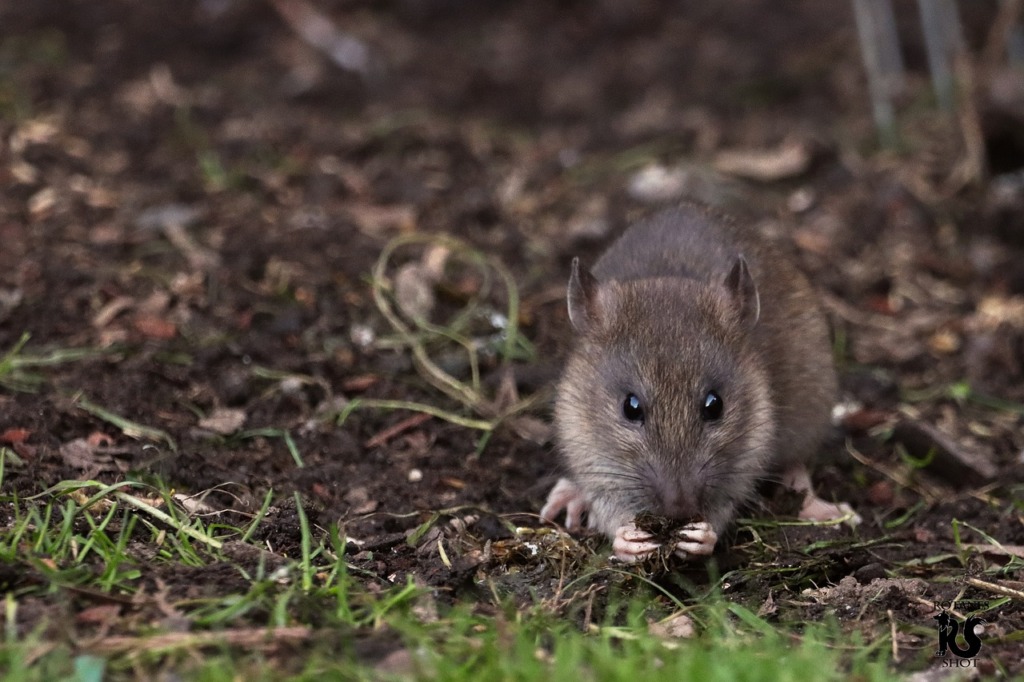 Rat Rodent Animal Mouse Pest  - furbymama / Pixabay