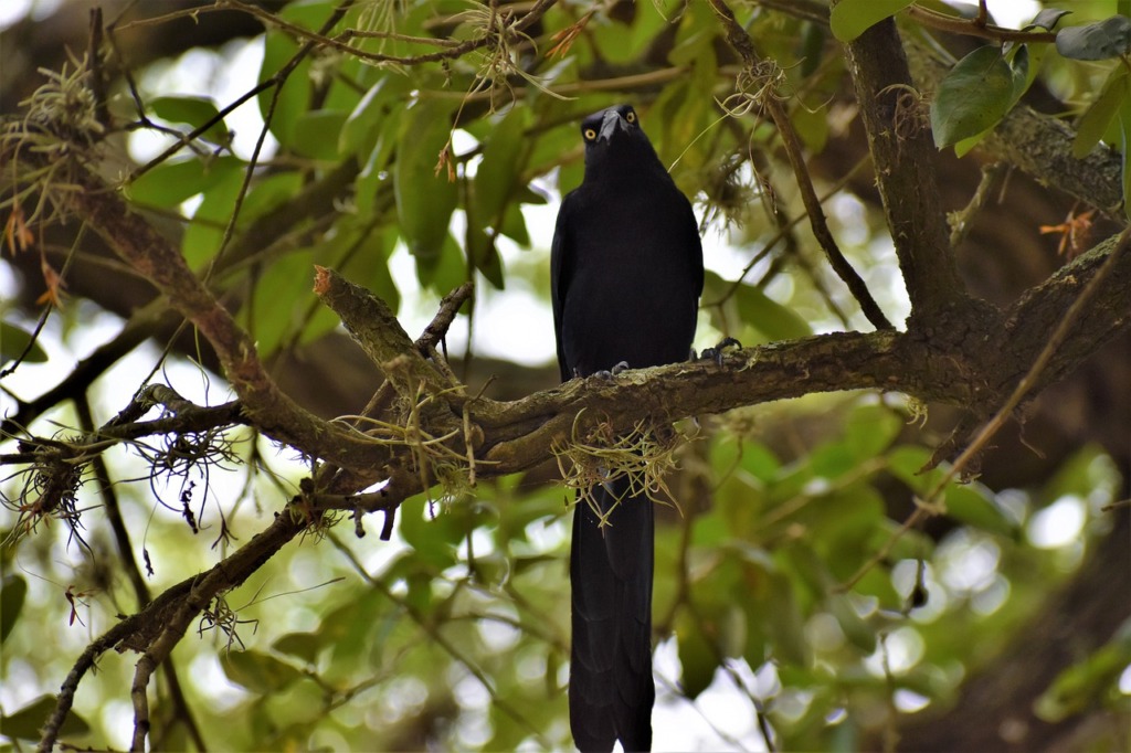 Raven Black Bird Crow Intelligent  - ArtisticOperations / Pixabay