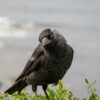 Raven Crow Bird Wildlife Fauna  - Raw2Jpeg / Pixabay