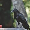 Raven Crow Raven Bird Bird  - Capri23auto / Pixabay