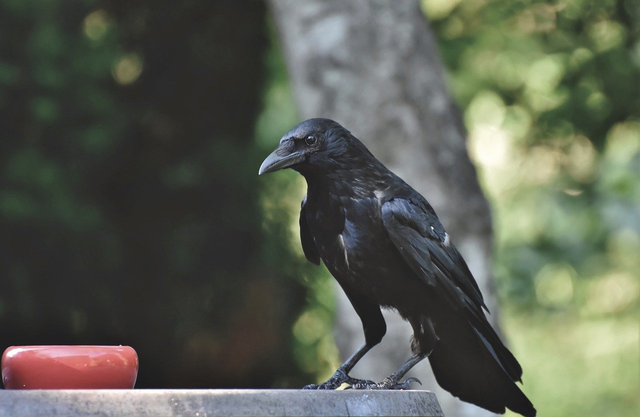 Raven Crow Raven Bird Bird  - Capri23auto / Pixabay