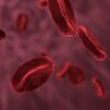 red blood cells microbiology biology 3188223