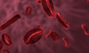 red blood cells microbiology biology 3188223