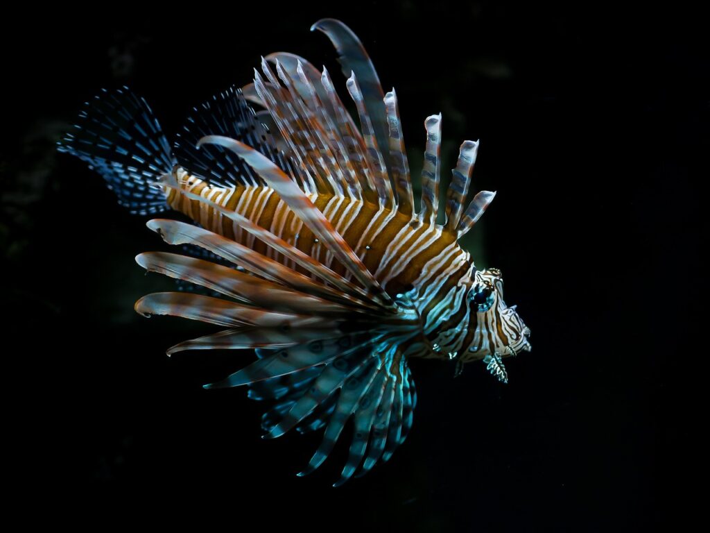 Red Fire Fish Fish Underwater  - R_Winkelmann / Pixabay