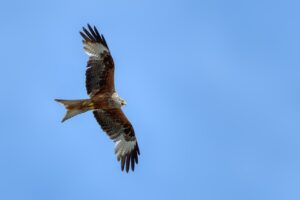 Red Milan Red Kite Bird Of Prey  - webentwicklerin / Pixabay