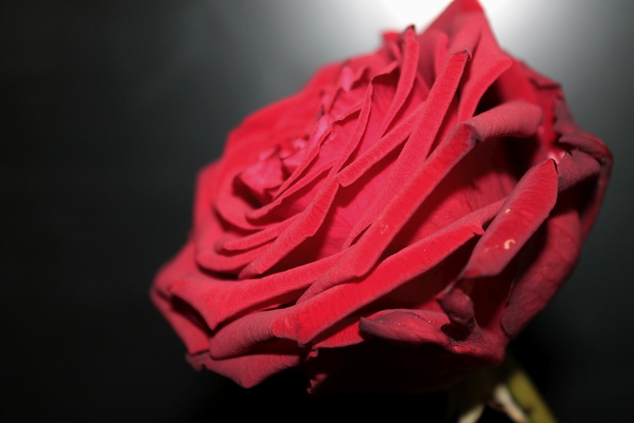 Red Naomi Rose Red Blossom Bloom  - Jamie92 / Pixabay