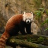Red Panda Animal Wildlife Mammal  - brigitteJ / Pixabay