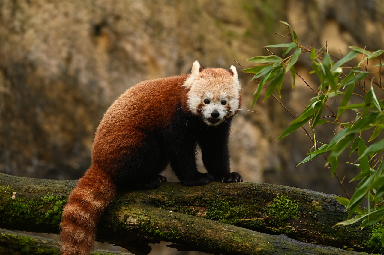 Red Panda Animal Wildlife Mammal  - brigitteJ / Pixabay
