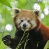 Red Panda Bamboo Mammal Panda  - blandinejoannic / Pixabay