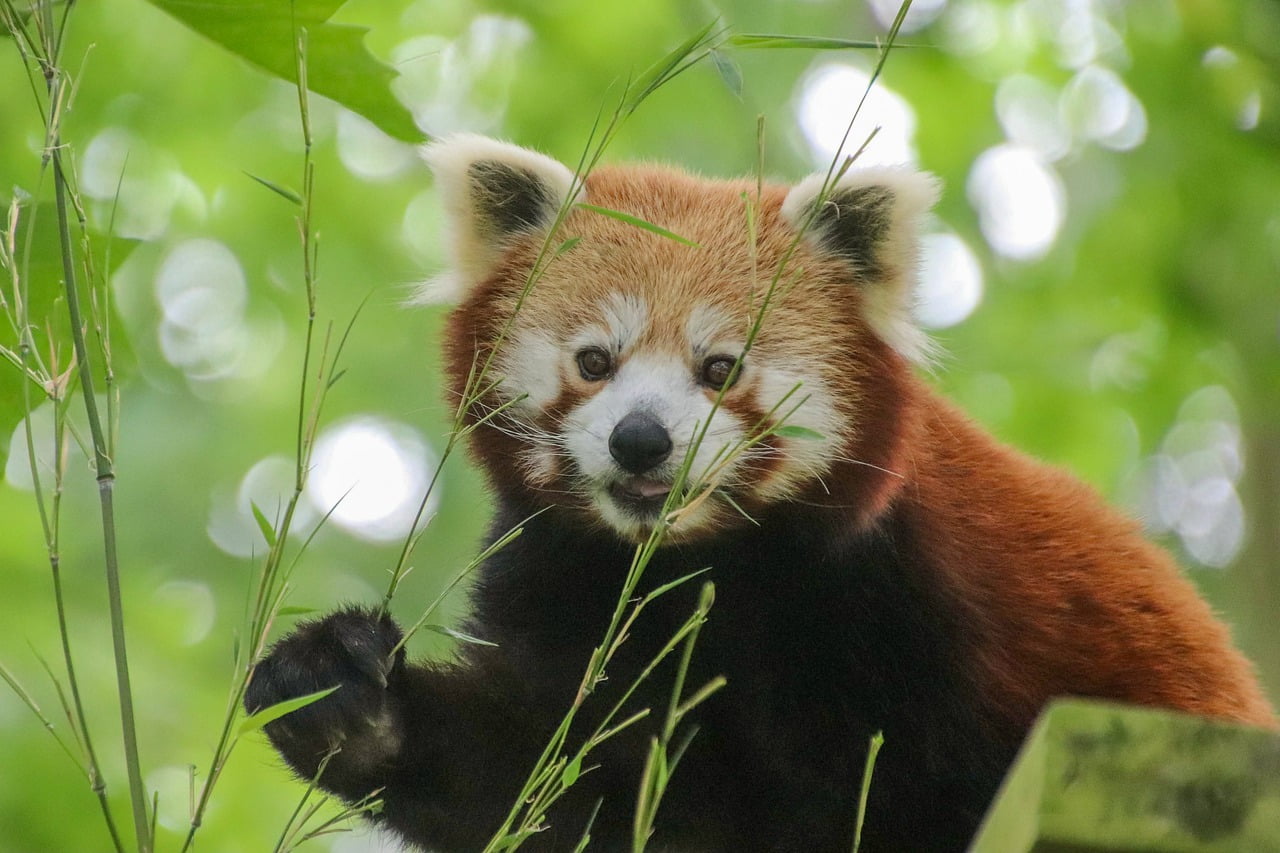 Red Panda Bamboo Mammal Panda  - blandinejoannic / Pixabay