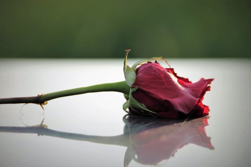 Red Rose On Grave Love Symbol  - GoranH / Pixabay